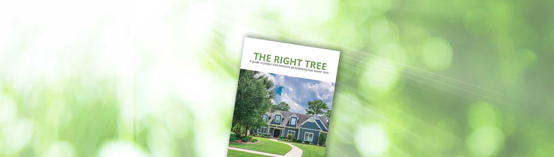 The Right Tree Brochure