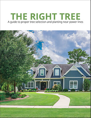 Right Tree Brochure