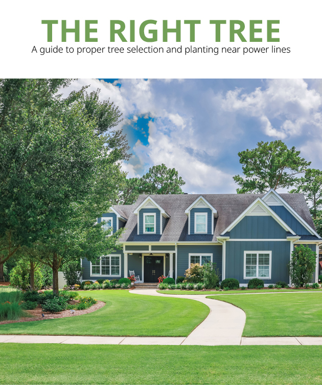 Right-Tree-Brochue.jpg